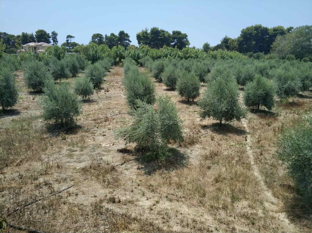 Land in Zacharo, Ilia, Greece – 50081