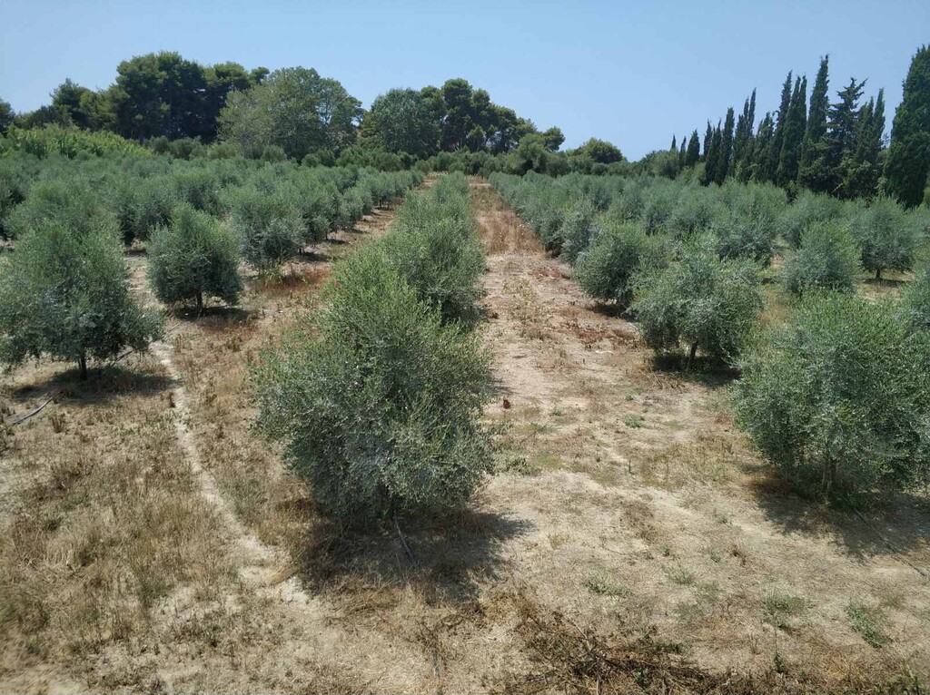 Land in Zacharo, Ilia, Greece – 50081