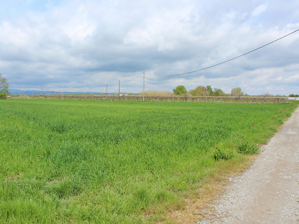 Land in Katerini, Pieria Prefecture, Greece – 50041