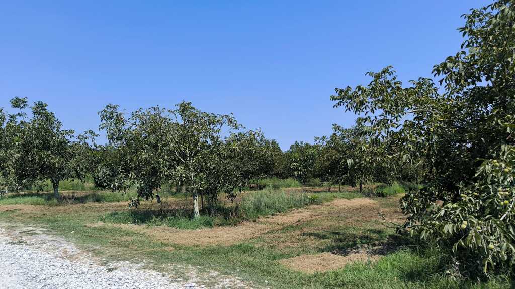 Land in Katerini, Pieria Prefecture, Greece – 66742