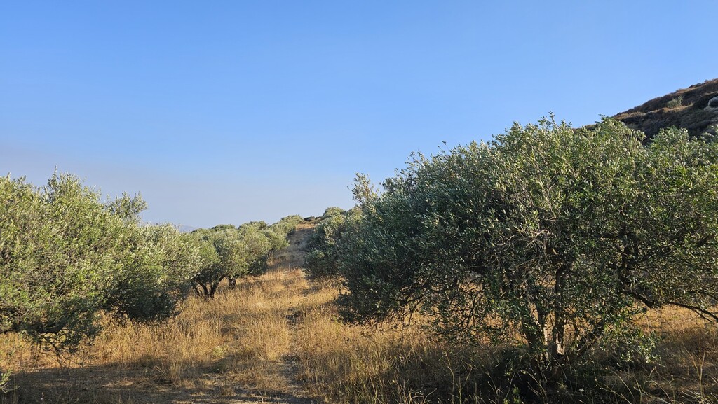 Land in Arkalochori, Heraklion Prefecture, Greece – 66728