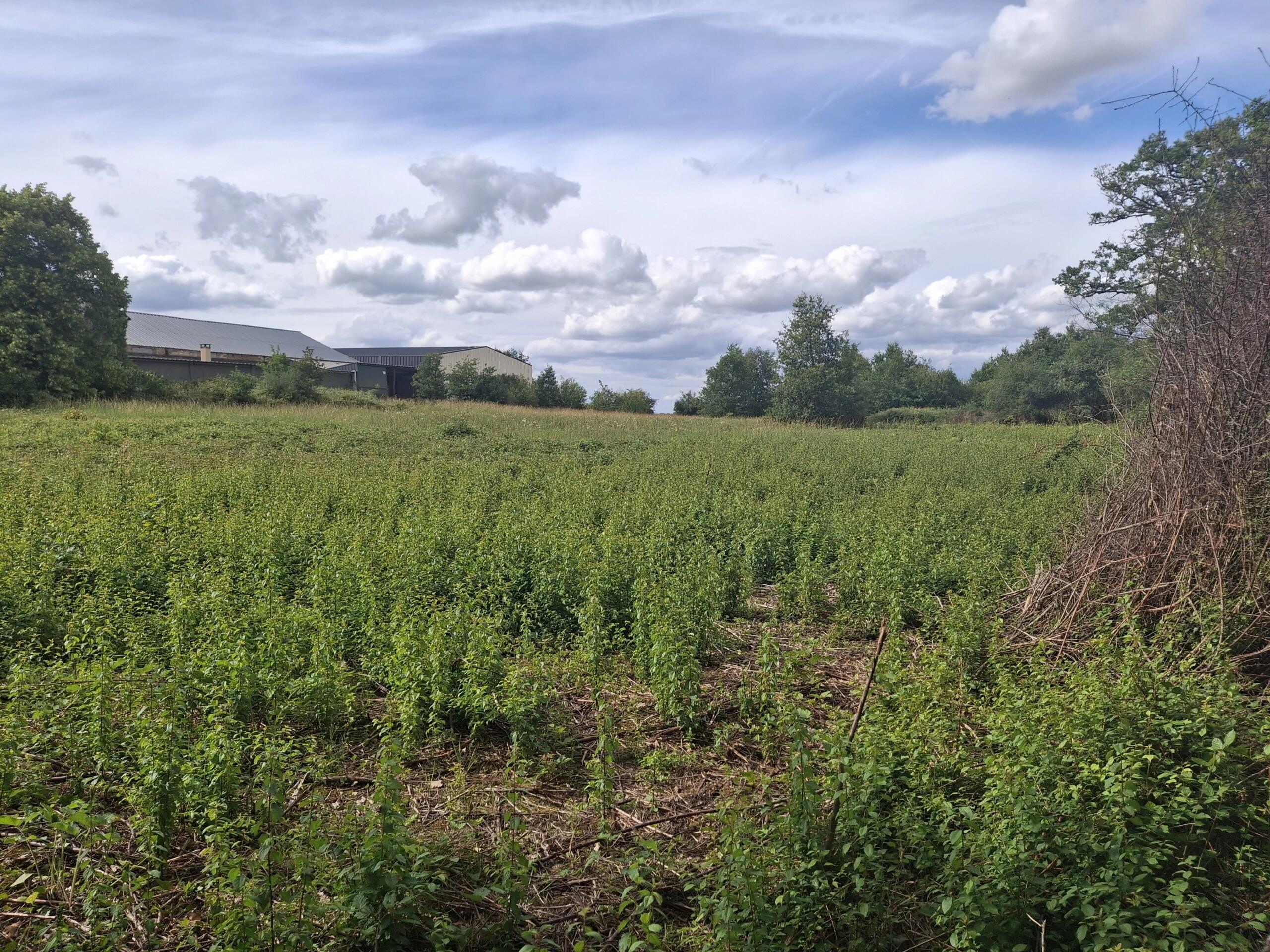 Commercial Plot with building to renovate – Outskirts of Bellac, Limousin – France – BVI86303