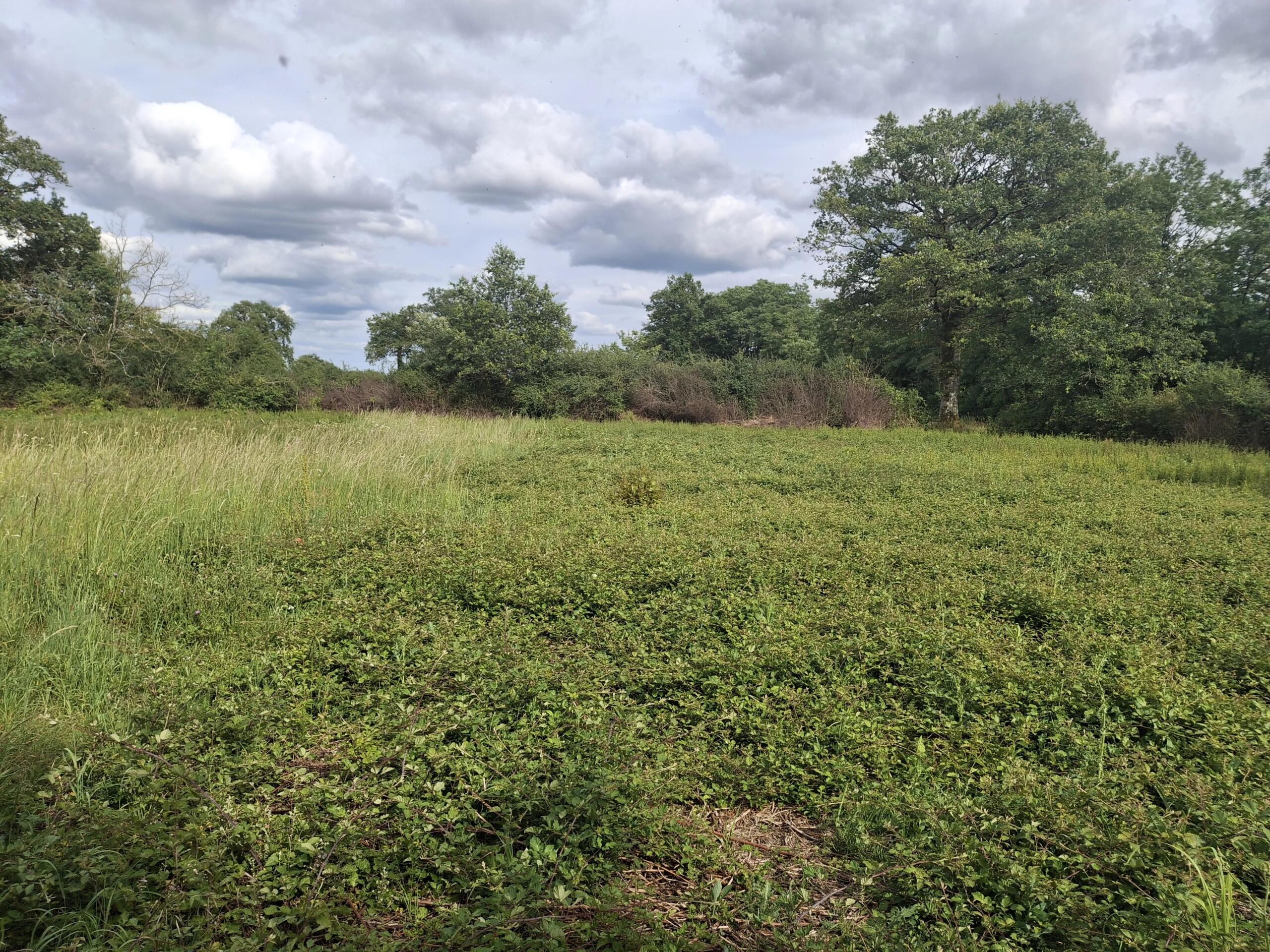 Commercial Plot with building to renovate – Outskirts of Bellac, Limousin – France – BVI86303