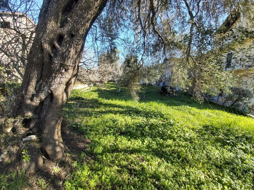 Land in Corfu, Corfu Prefecture, Greece – 49675