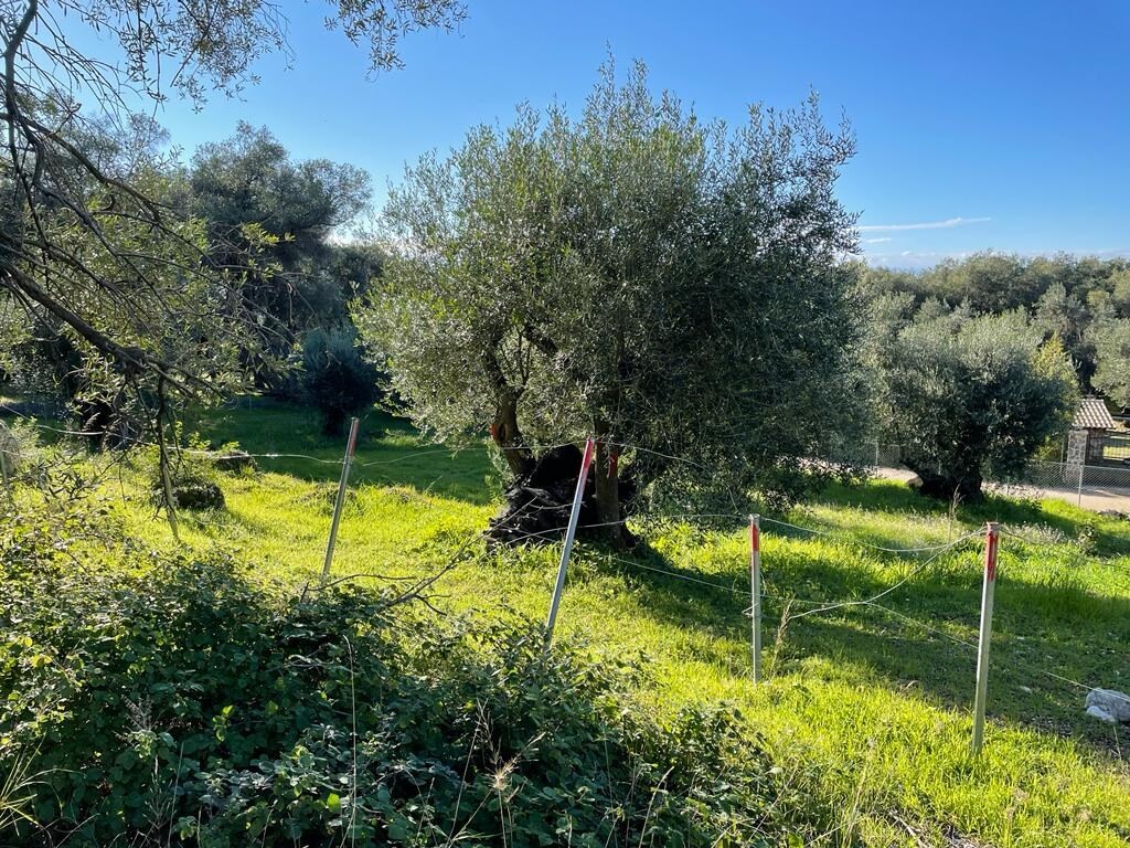Land in Corfu, Corfu Prefecture, Greece – 49619