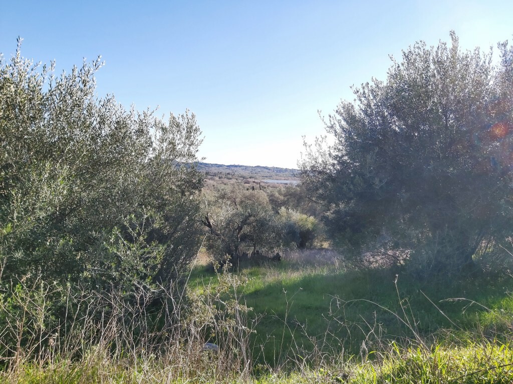 Land in Corfu, Corfu Prefecture, Greece – 49614