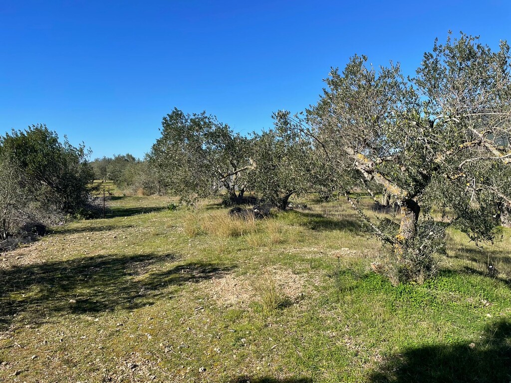 Land in Corfu, Corfu Prefecture, Greece – 49610