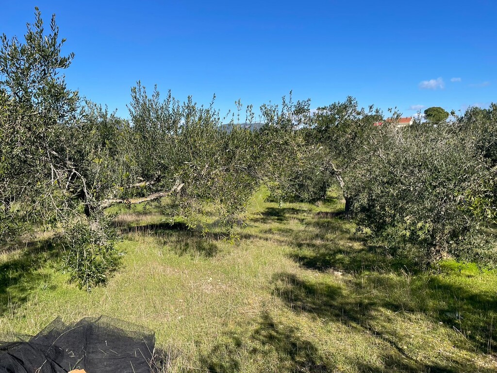 Land in Corfu, Corfu Prefecture, Greece – 49610