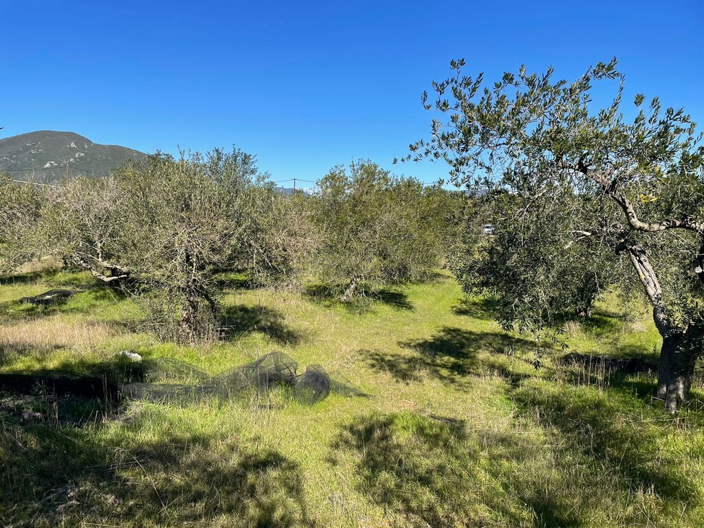 Land in Corfu, Corfu Prefecture, Greece – 49610
