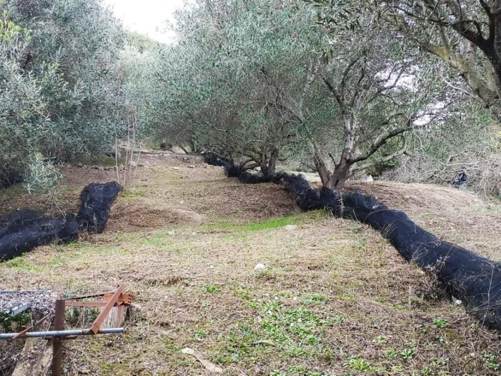 Land in Corfu, Corfu Prefecture, Greece – 49509