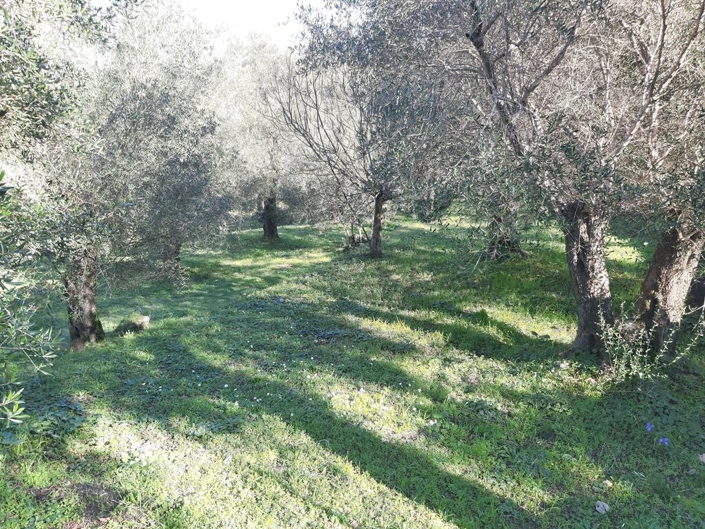 Land in Corfu, Corfu Prefecture, Greece – 49499