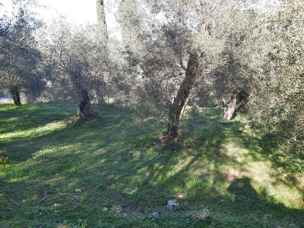 Land in Corfu, Corfu Prefecture, Greece – 49499