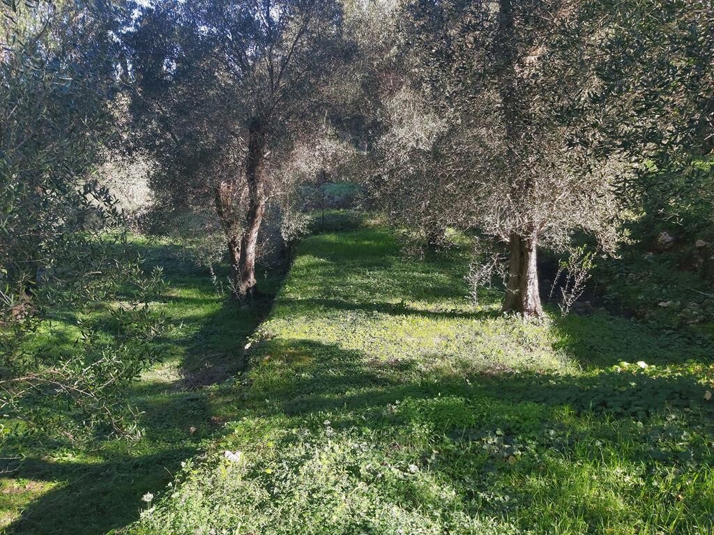 Land in Corfu, Corfu Prefecture, Greece – 49499