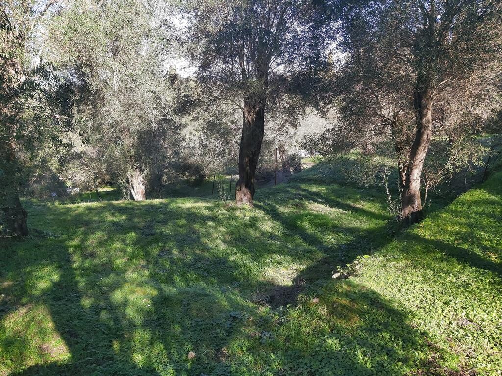 Land in Corfu, Corfu Prefecture, Greece – 49499