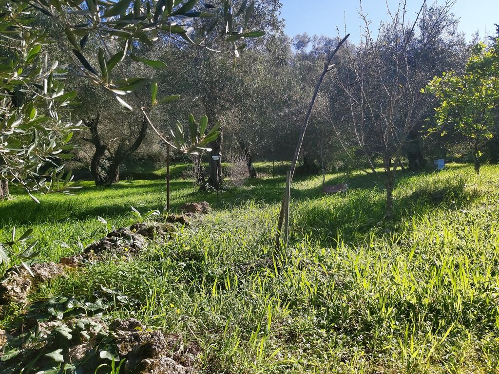 Land in Corfu, Corfu Prefecture, Greece – 49499