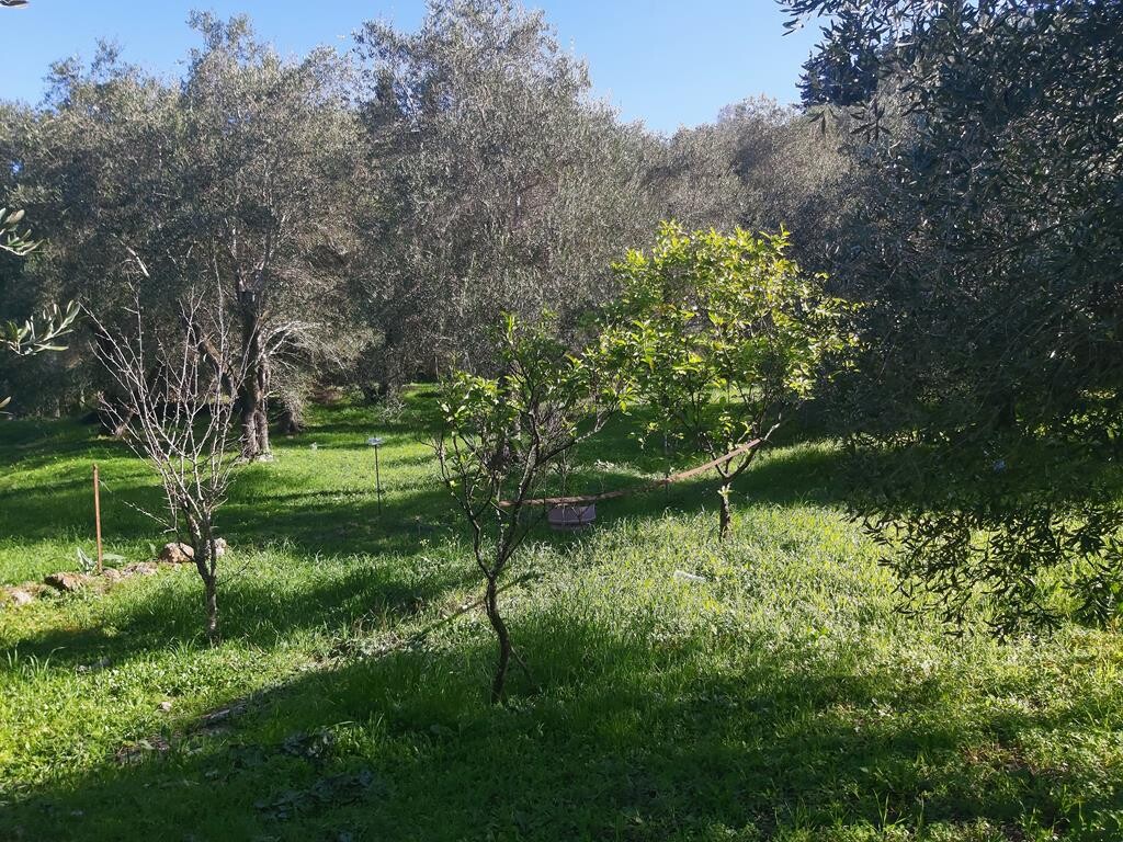 Land in Corfu, Corfu Prefecture, Greece – 49499