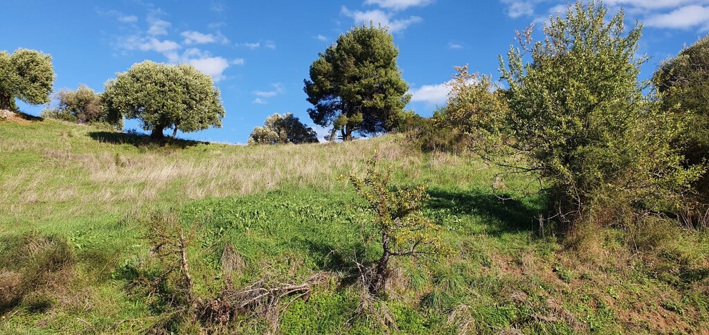 Land in Kassandra, Chalkidiki, Greece – 49240