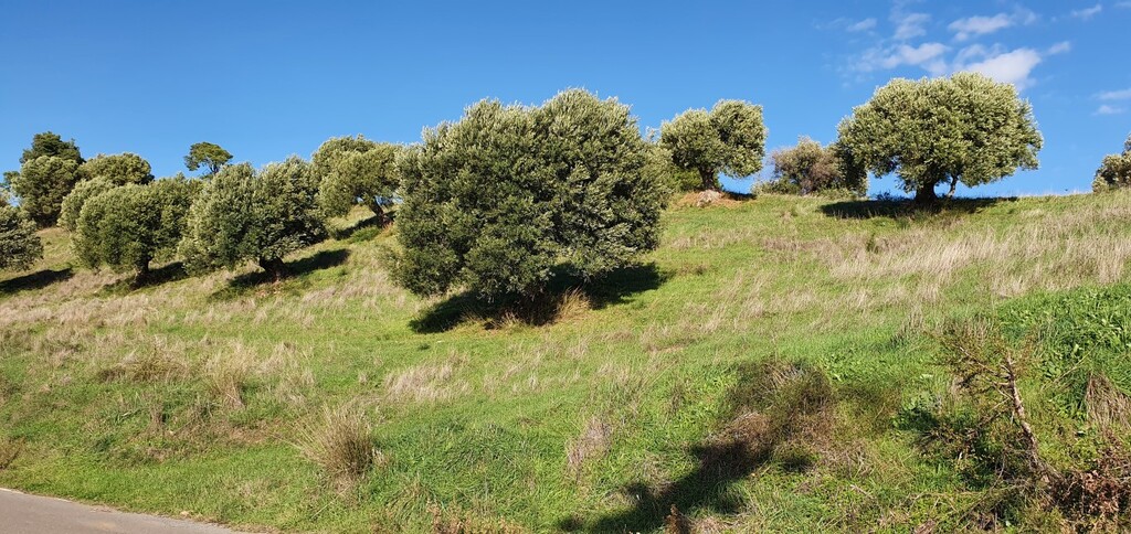 Land in Kassandra, Chalkidiki, Greece – 49240
