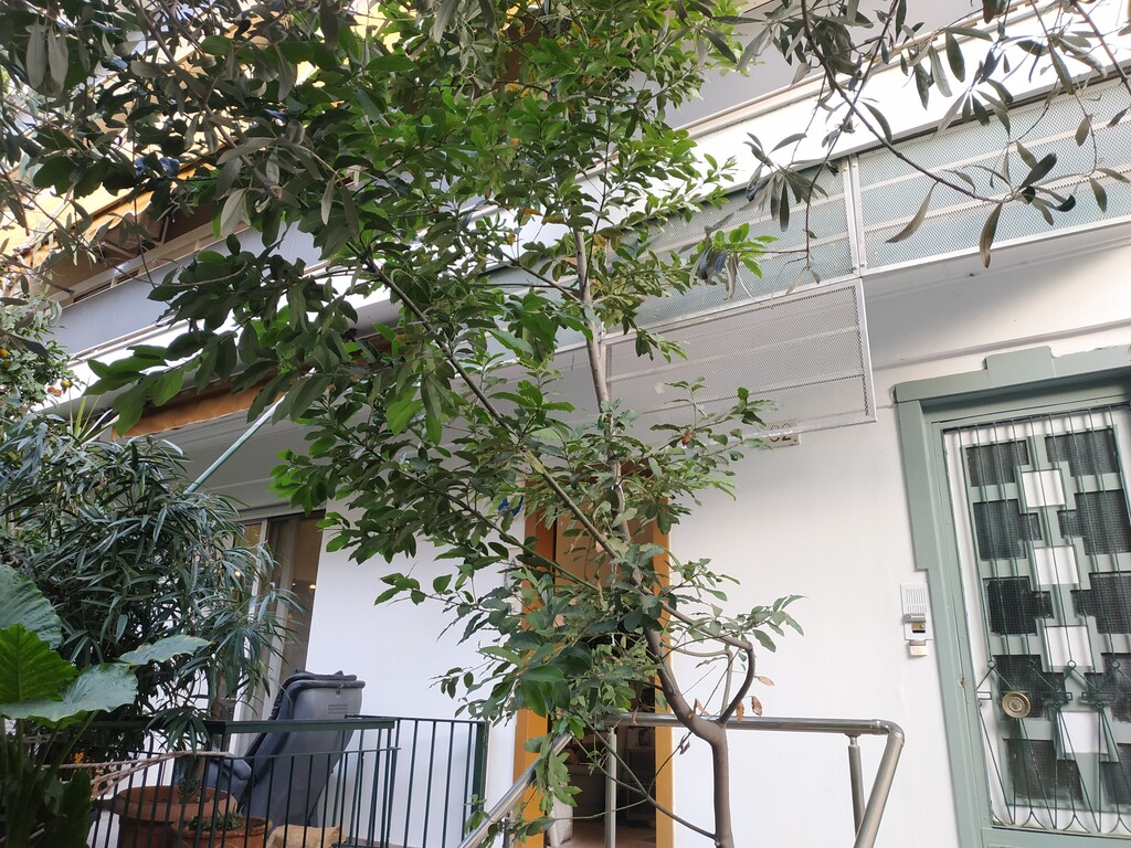 Building in Agios Eleftherios – Probona – Rizoupoli, Athens – Center, Greece – 49129