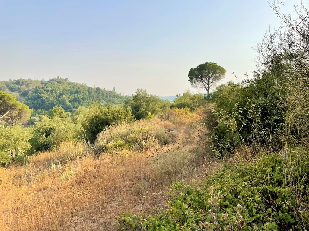 Land in Corfu, Corfu Prefecture, Greece – 48867