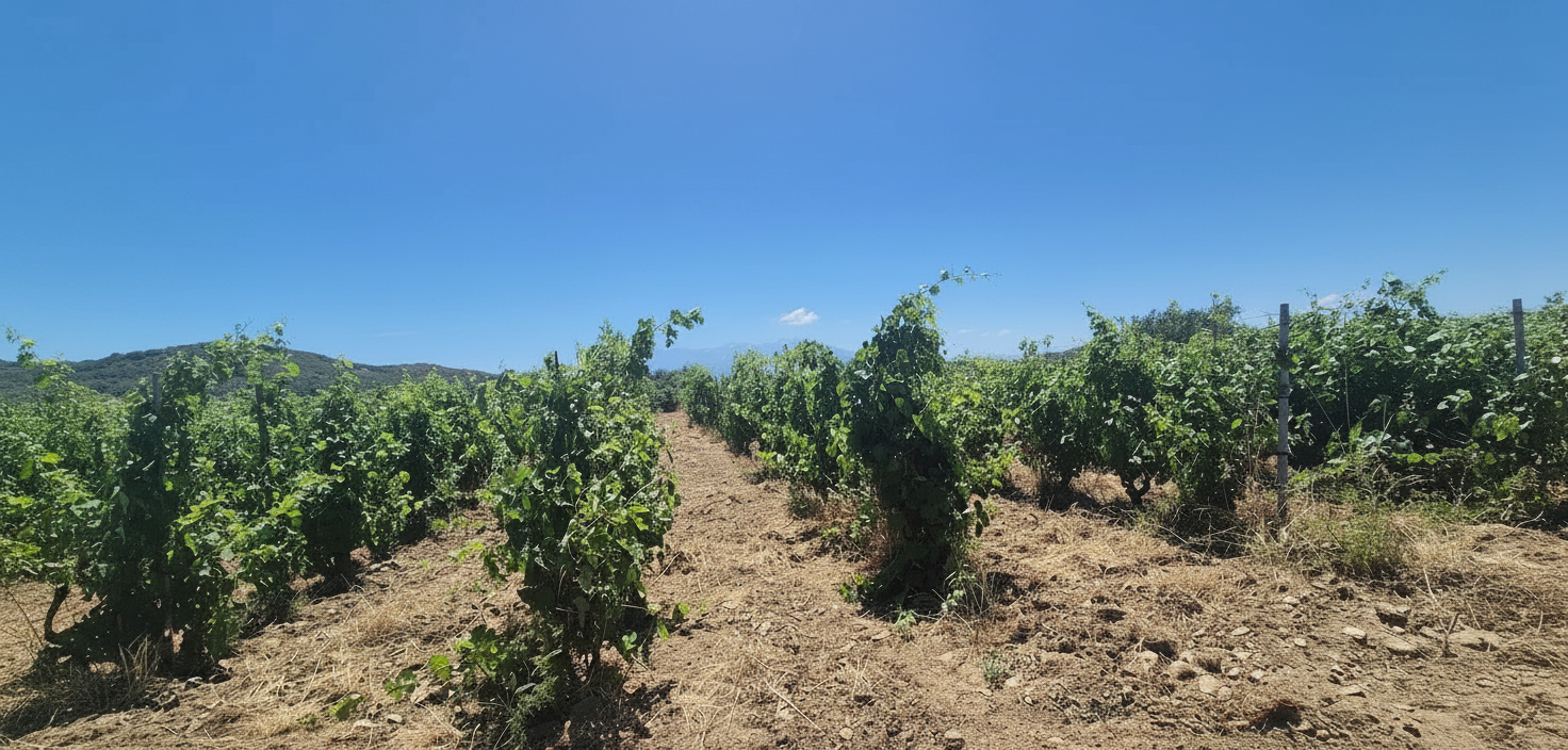 4 bedroom exploitation viticole in Perpignan, Pyrénées-Orientales, France