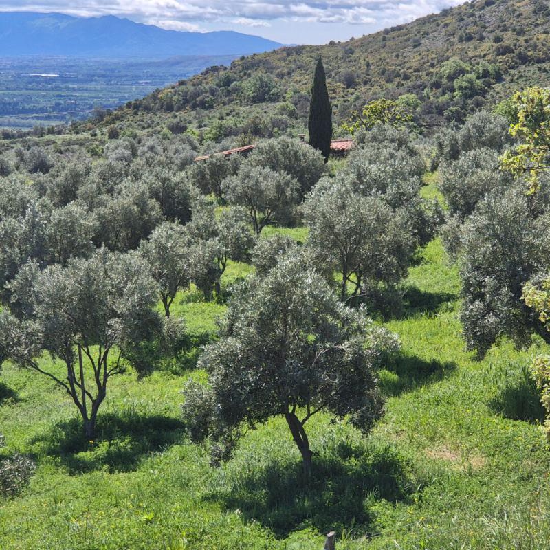 4 bedroom exploitation viticole in Perpignan, Pyrénées-Orientales, France