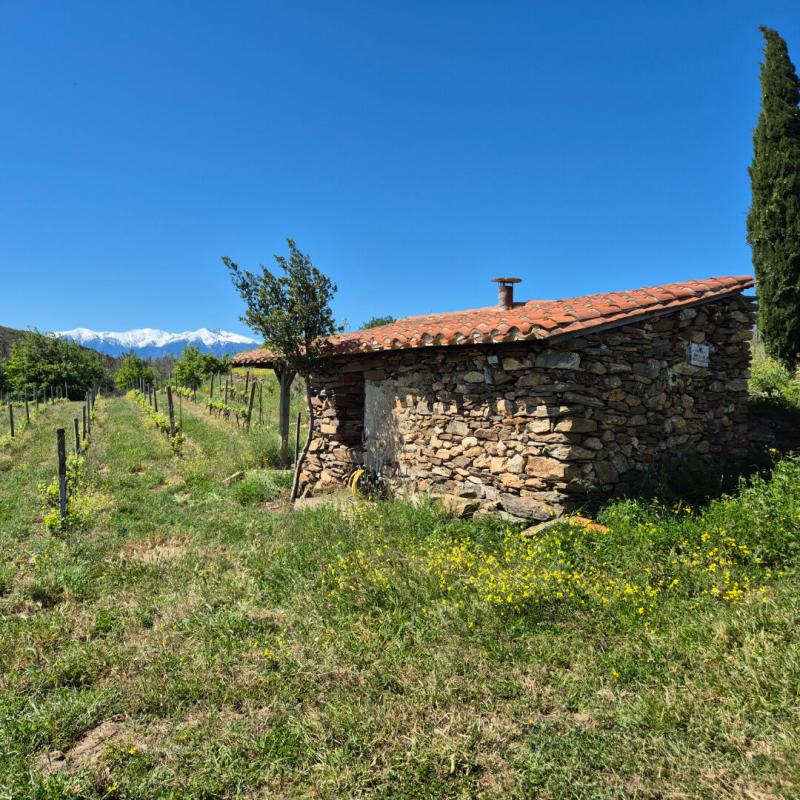 4 bedroom exploitation viticole in Perpignan, Pyrénées-Orientales, France