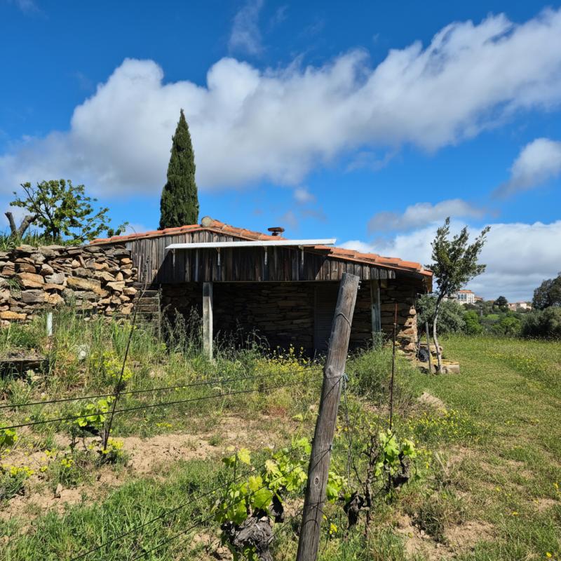 4 bedroom exploitation viticole in Perpignan, Pyrénées-Orientales, France