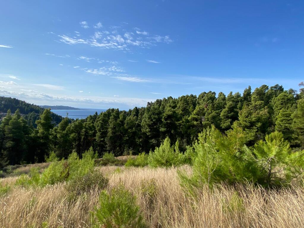 Land in Kassandra, Chalkidiki, Greece – 66923