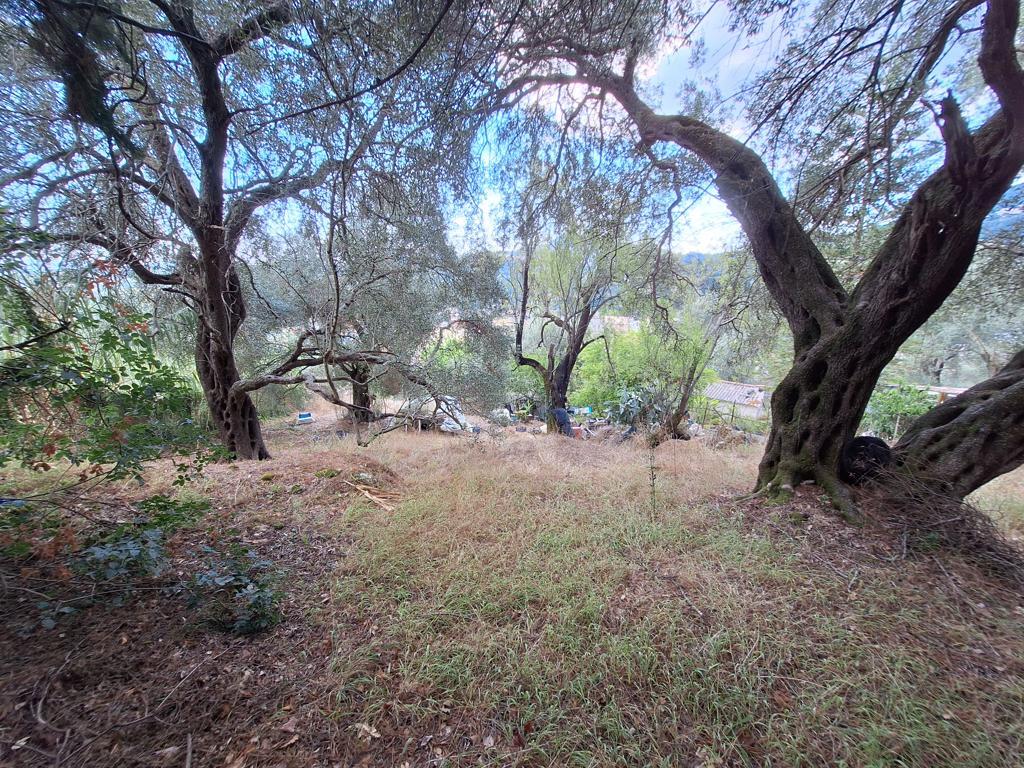 Land in Corfu, Corfu Prefecture, Greece – 66916