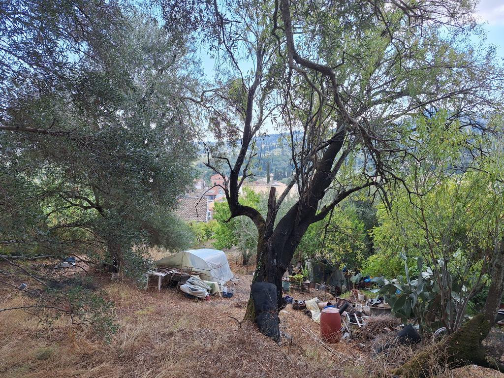 Land in Corfu, Corfu Prefecture, Greece – 66916