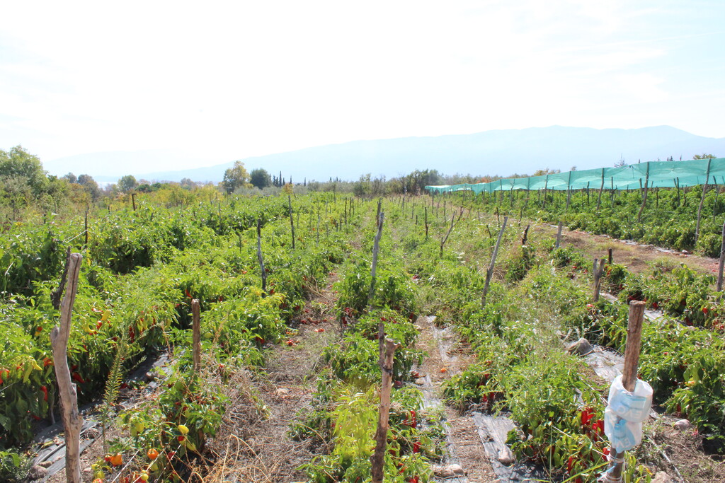 Land in Litochoro, Pieria Prefecture, Greece – 67011