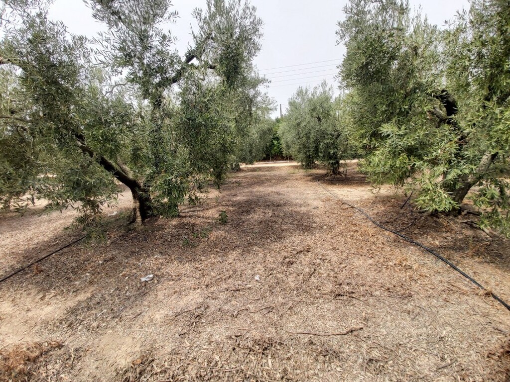 Land in Poligiros, Chalkidiki, Greece – 48421