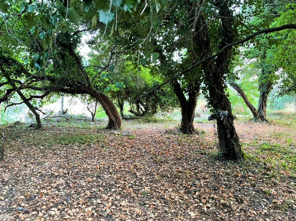 Land in Corfu, Corfu Prefecture, Greece – 48350