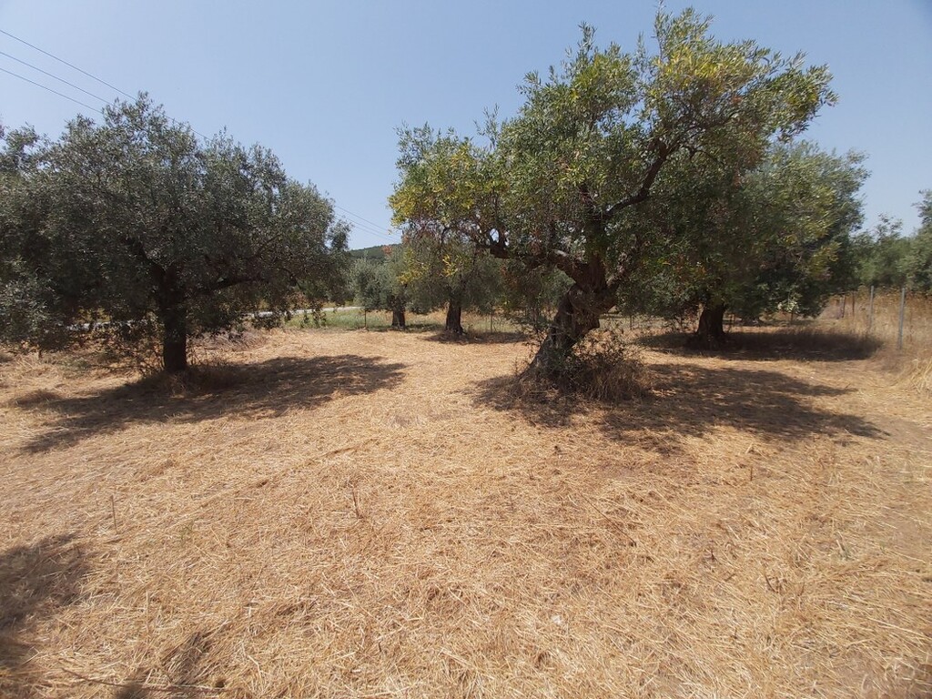 Land in Sithonia, Chalkidiki, Greece – 48310