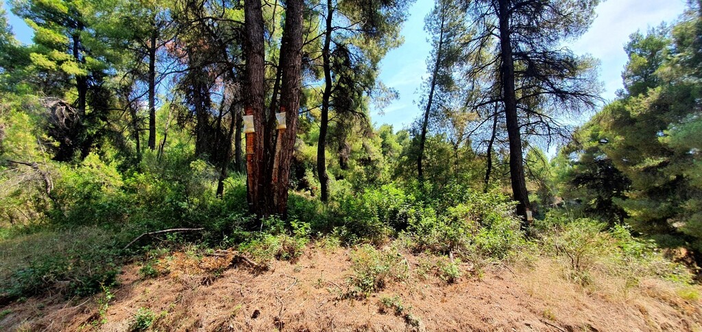 Land in Kassandra, Chalkidiki, Greece – 47647